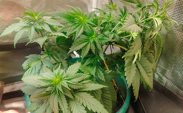 Тренировка растения Blueberry OG