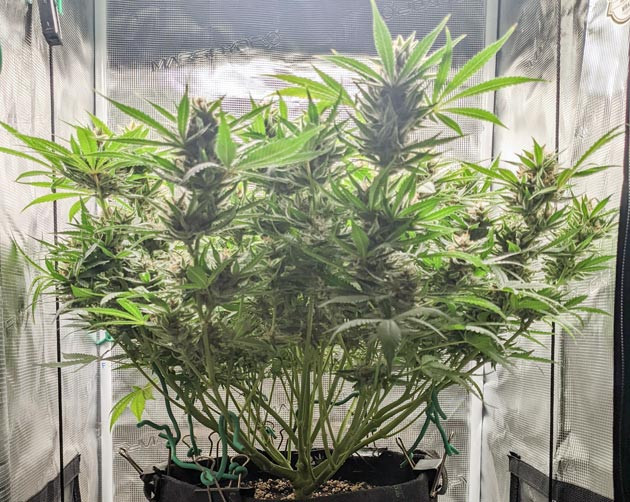 Ожидание сбора урожая Bruce Banner Auto