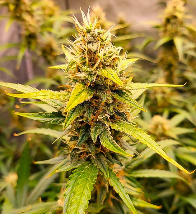 Куст Forbidden Runtz Auto на 9 неделе выращивания