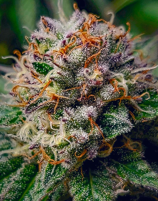 Уход за DDoS #33: снижение полива