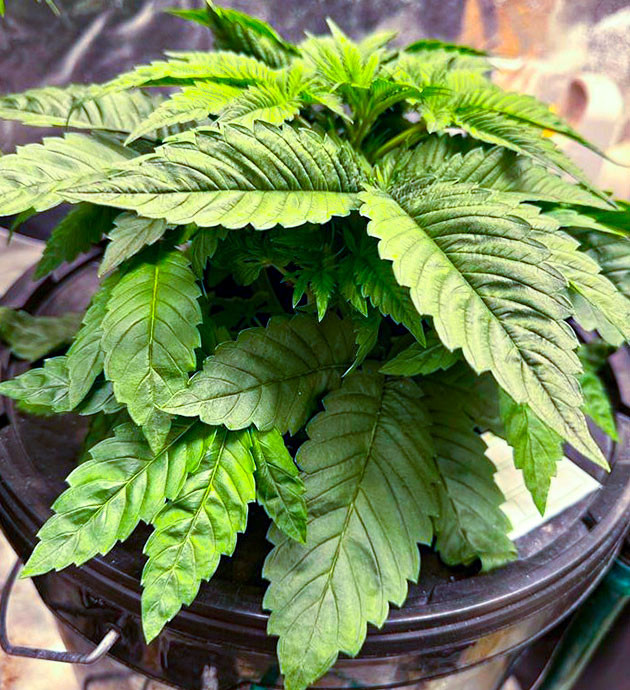 Стимуляция роста куста Roze Runtz