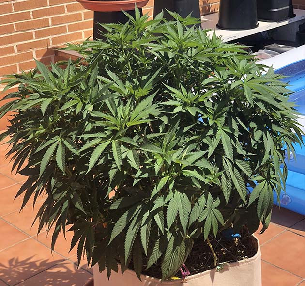 Недостаток влаги у сорта Sensi Star