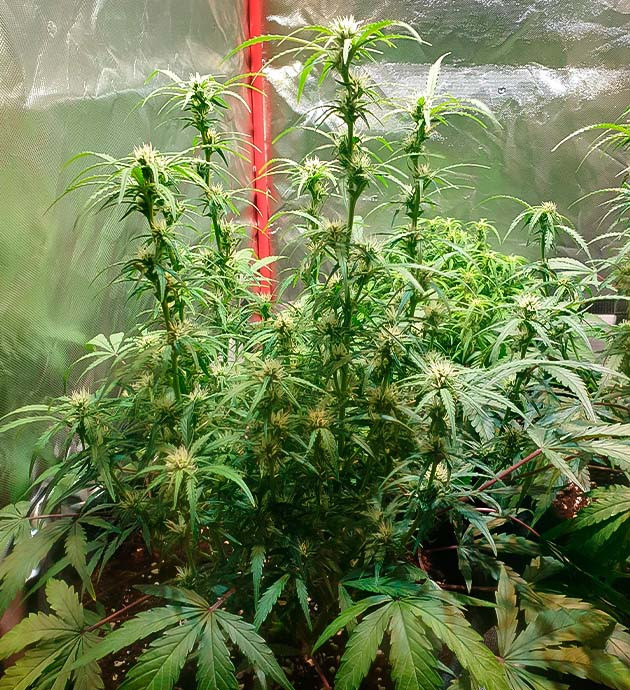 Zkittlez Auto на цветении