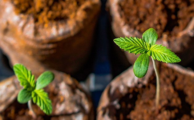 Подготовка кустика к открытому грунту