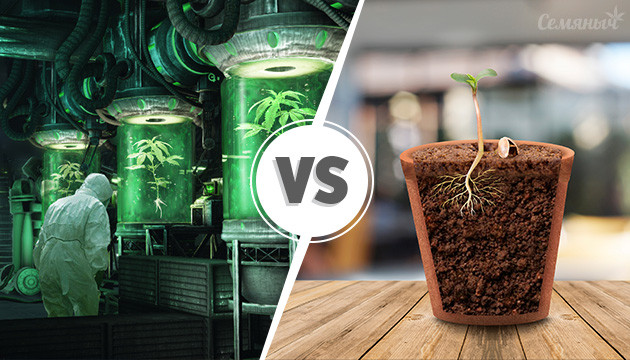 Клоны VS Семена конопли Клонирование против семян конопли