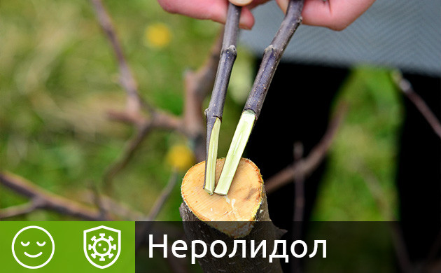 Терпен неролидол