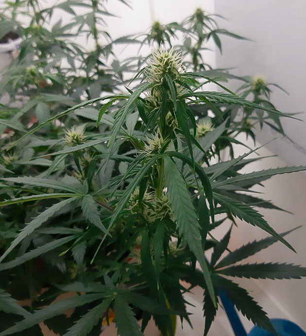 Измерение дренажа Bruce Banner Auto