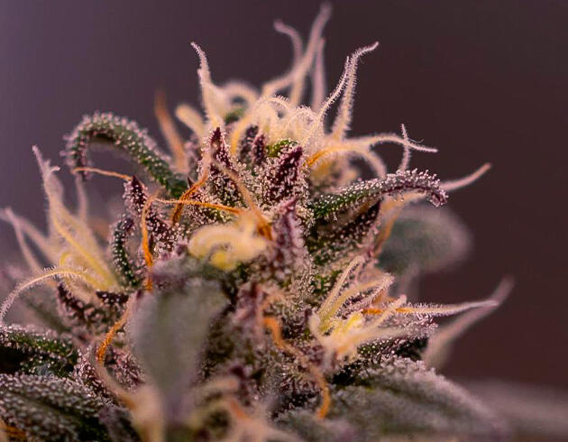 Стабильное развитие в условиях высокого бокса Конопля ростом 90 см