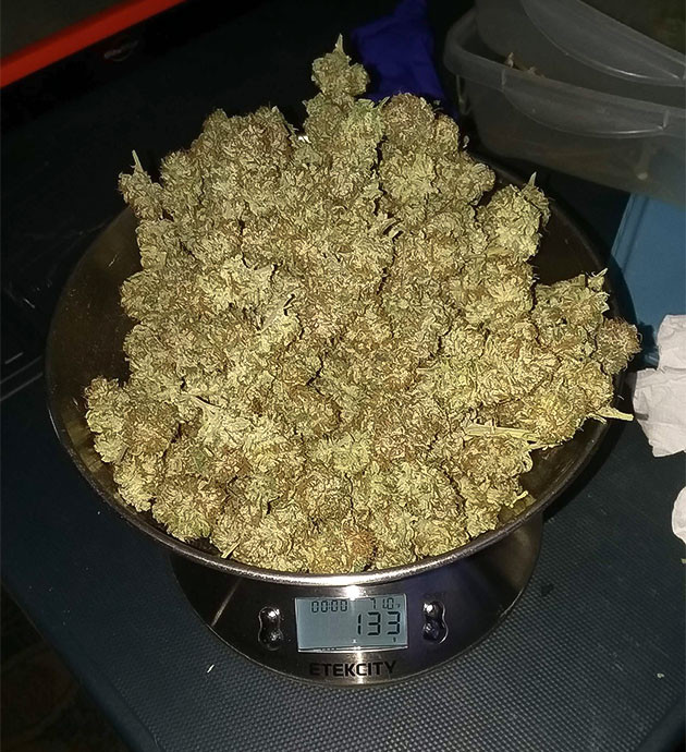 Впечатления от выращивания Pineapple Chunk