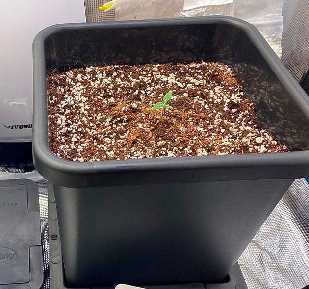 Маленький росток в 15 литровом горшке
