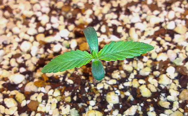 Росток Ethos Cookies R2 от сидбанка Ethos Genetics