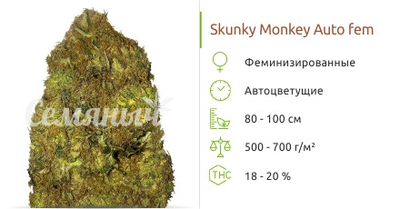 Skunky Monkey Auto от Heavyweight Seeds