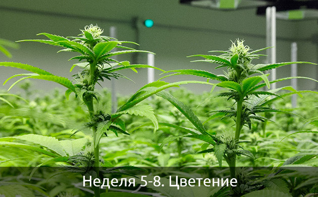 Цветение автоцветущих сортов