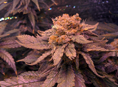 Бошки Fruit Punch fem на 65 день цветения