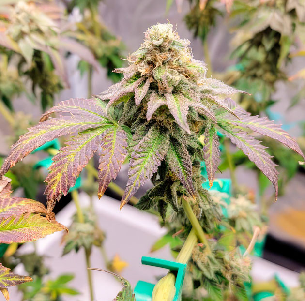 Куст Crescendo RBX1 на 15-16 неделе