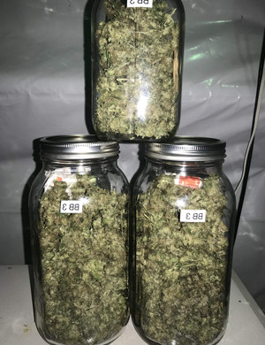 Сухие шишки в банках