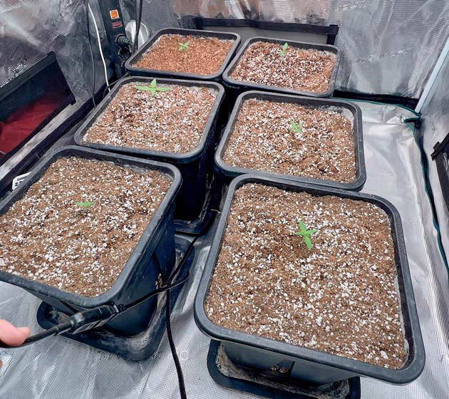 Росток сорта Medusa F1 Auto ростом 5 см