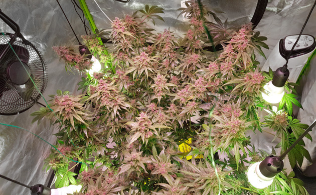 Завершение цветения каннабиса