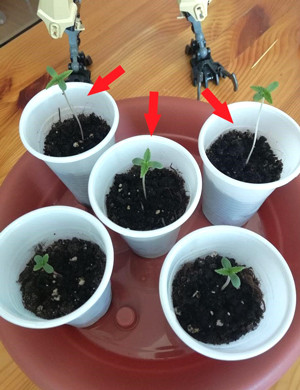 Ростки в пластиковых стаканчиках