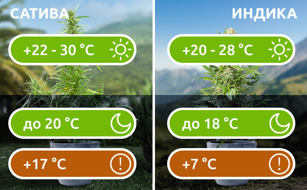 Дневная и ночная температура для разных сортов конопли