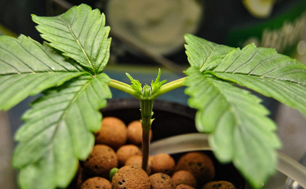 Куст после топпинга