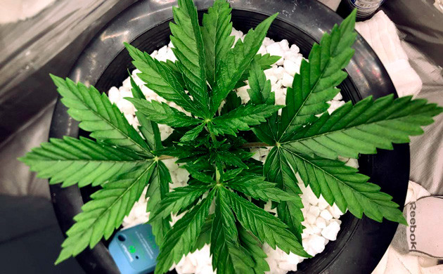 Разрастание куста 