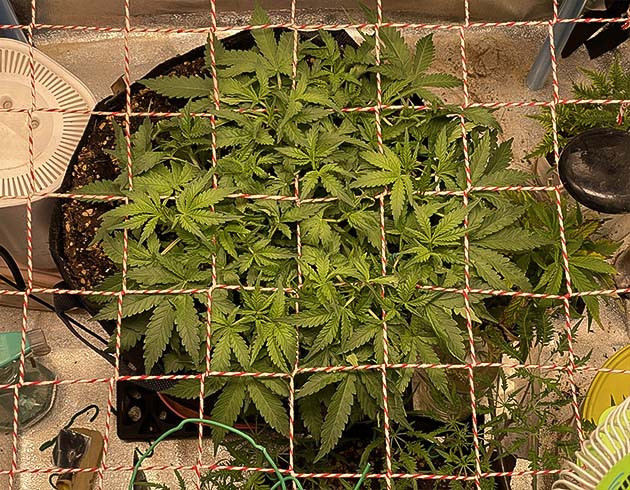 Куст конопли прорастающий сквозь сетку
