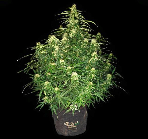 Куст Z-Up Auto от FastBuds на 7 неделе