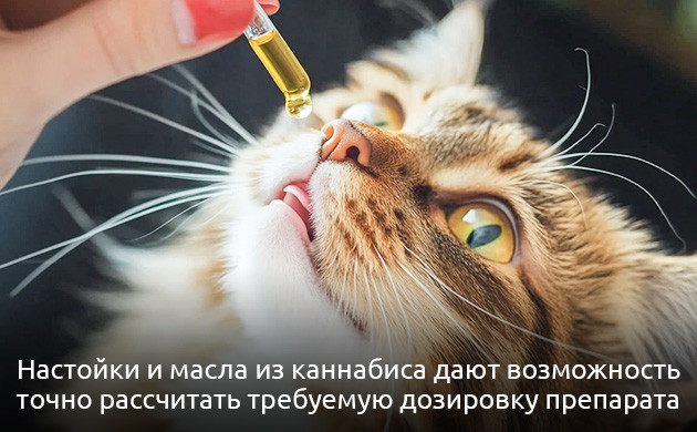 Как применять каннабиноиды для питомцев Масла и настойки для животных