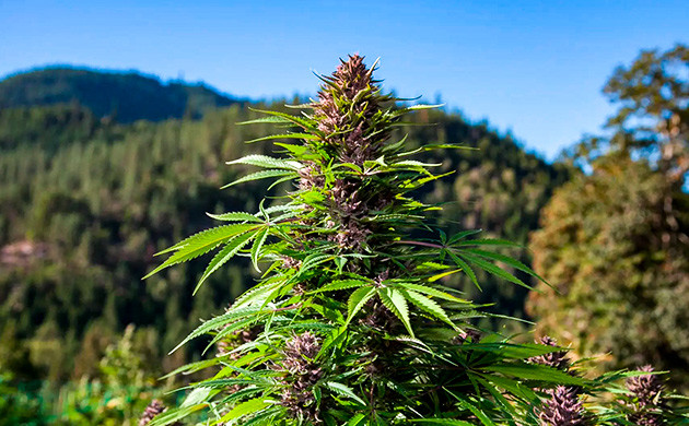 Неприхотливость автоцветущих сортов Неприхотливость автоцветущих кустов