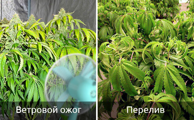 Признаки ветрового ожога