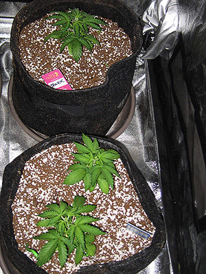 Три куста Tangie'matic auto на 4 неделе выращивания