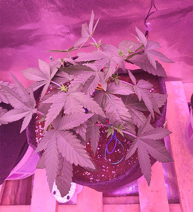 Куст конопли с обрезанными макушками