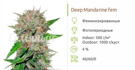 Deep Mandarine fem (Delicious Seeds)