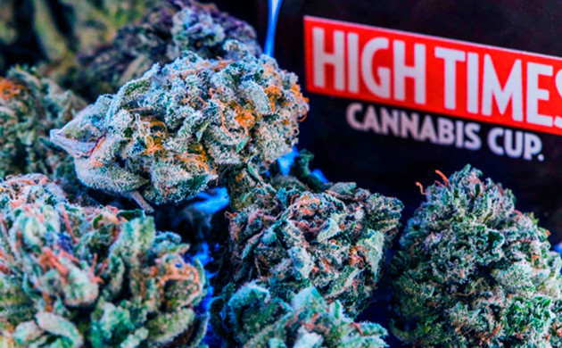 Соцветия конопли Blue Dream