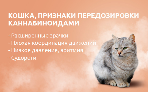 Симптомы отравления коноплей у кошек Передозировка каннабиноидами у кошек