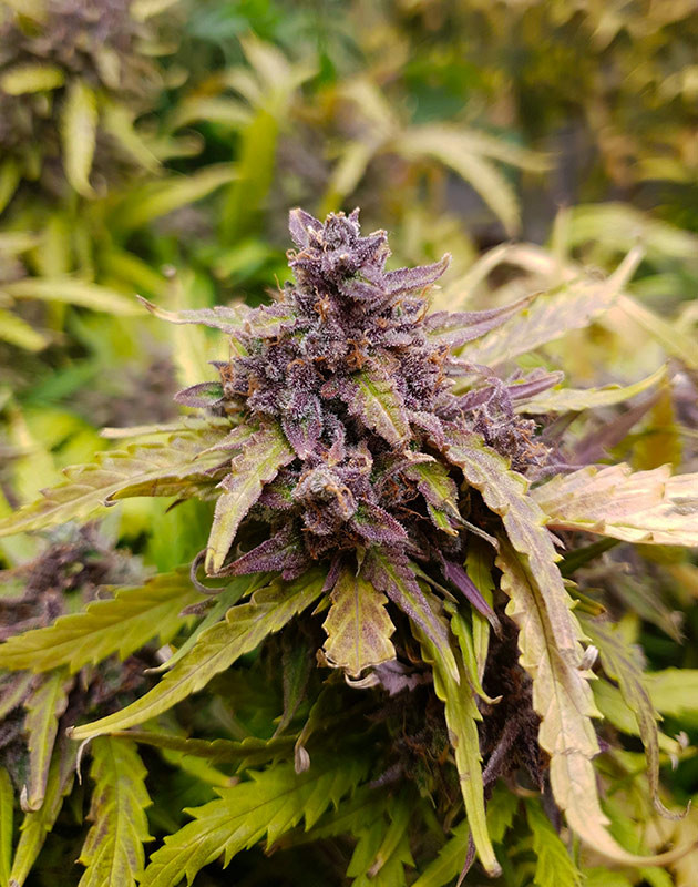 Появление фиолетового оттенка на кусте № 1 Соцветия фиолетого цвета