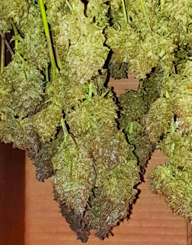 Харвест куста № 1 Вертикальная сушка ветвей в коробке