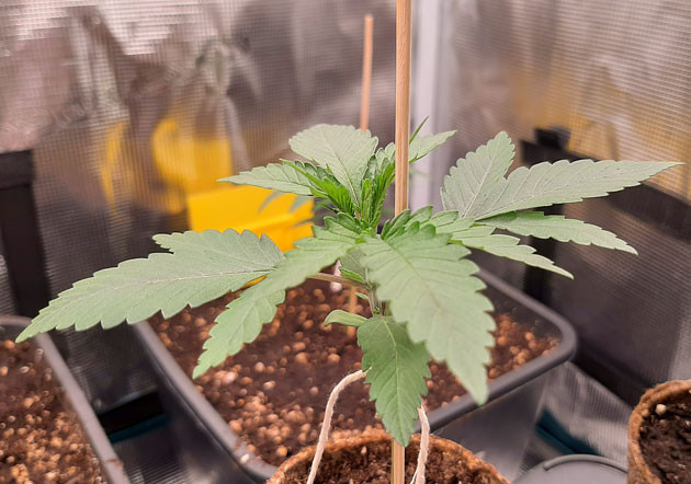 Росток Fullgas от сидбанка Green House Seeds