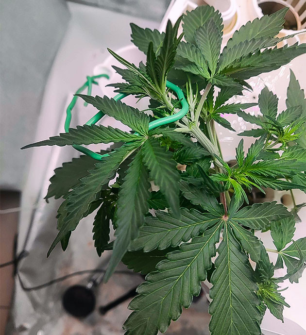 Куст CBD Auto 20:1 после техник топпинг и LST