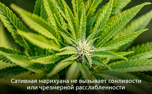 Выбор сорта: сатива против индика