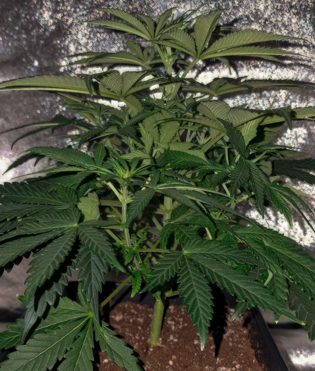 Конопля EL Valle Haze ростом 35 см