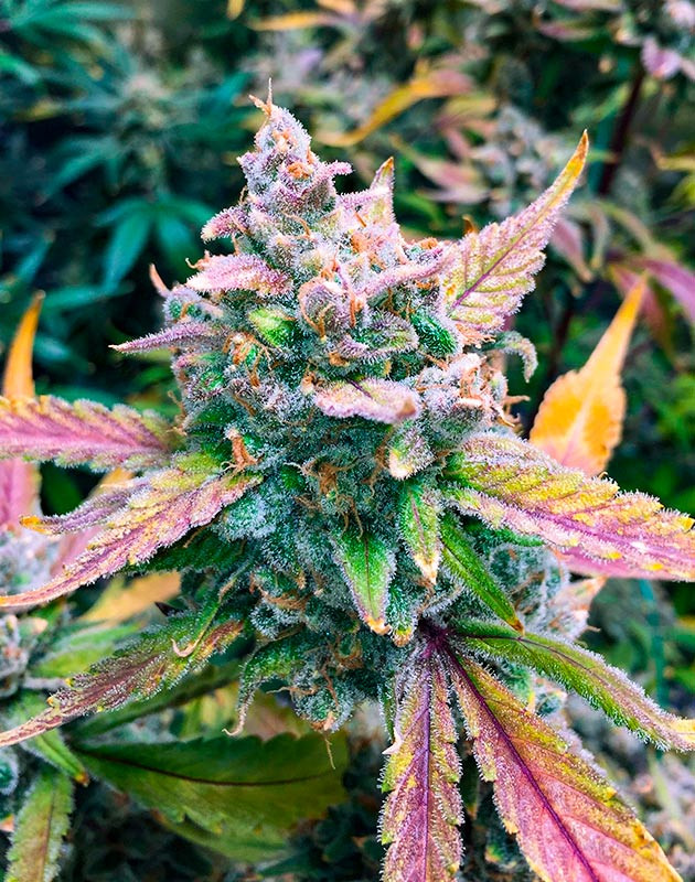 Формирование шишек конопли