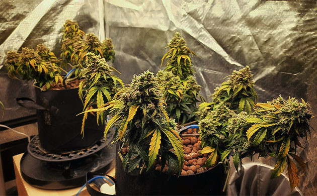 Окончание подкормки и промывка конопли Кусты CBD Auto 20:1 перед харвестом