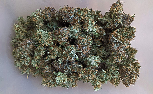 Харвест на 12 неделе выращивания Шишки Critical Kush Auto