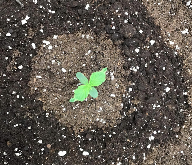 Проращивание семян Годзилла кукис авто в торфяных таблетках