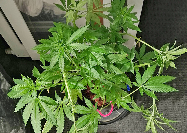 Надломленные колы на кусте