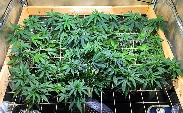 Сетка скрог натянутая над растениями марихуаны