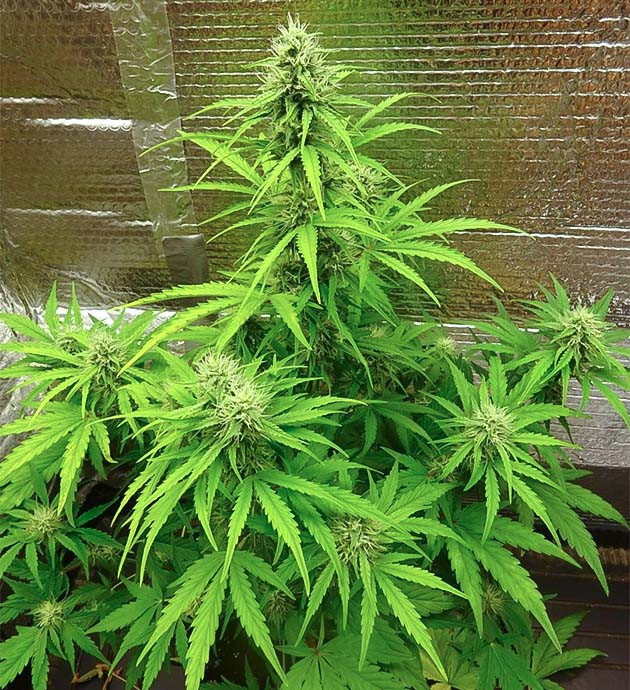 Куст Wedding Cake Auto на цветении