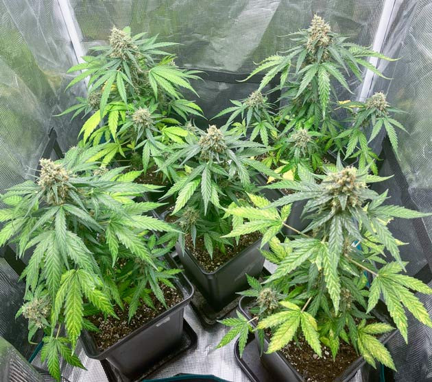 Кусты Titan F1 Auto от RQS на последней неделе выращивания